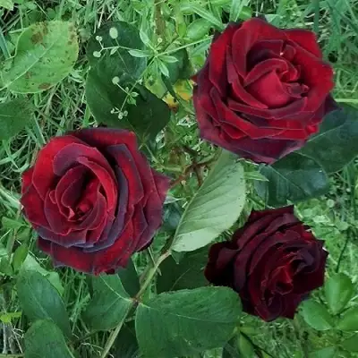 Роза ПАПА МЕЙЯН чайно-гибридная в Калинковичах