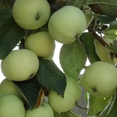 Яблоня ПАПИРОВКА в Калинковичах