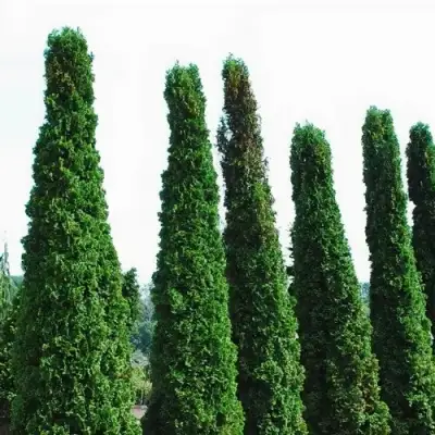 Туя ДЕГРУТ СПАЙР западная в Калинковичах