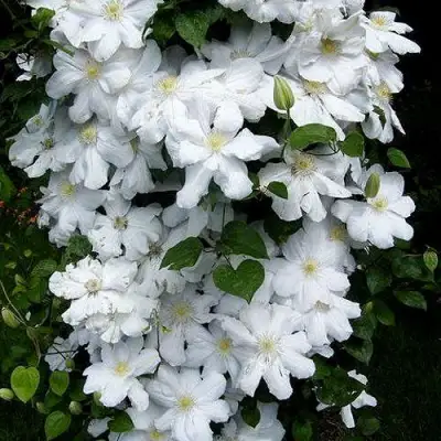 Клематис ТОКИ в Калинковичах