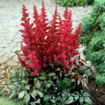 Астильба ГРАНАТ Арендса в Калинковичах