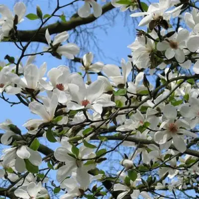 Магнолия АЛЬБА СУПЕРБА в Калинковичах