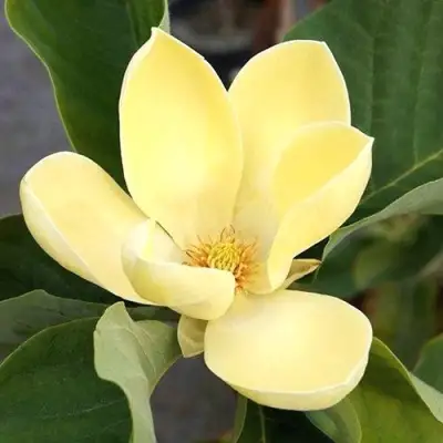 Магнолия ЕЛЛОУ ЛАНТЕРН в Калинковичах