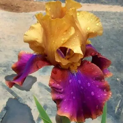 Ирис ГАЛА МАДРИД бородатый в Калинковичах