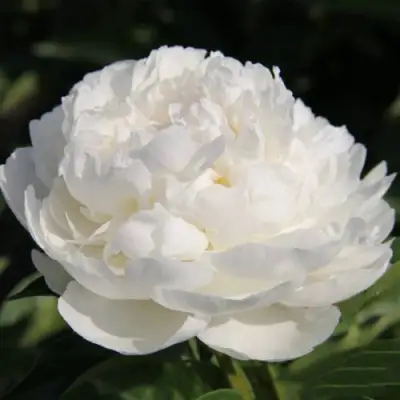 Пион СНЕЖНАЯ КРЕПОСТЬ древовидный в Калинковичах