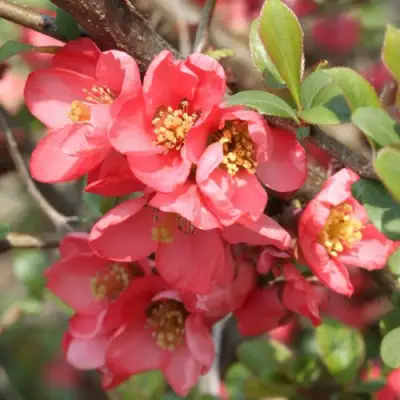 Айва ПИНК КВИН в Калинковичах