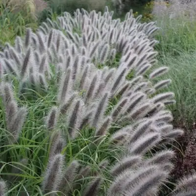 Пеннисетум БЛЭК БЬЮТИ в Калинковичах