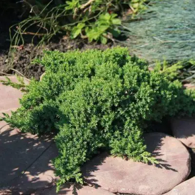 Можжевельник АВАСИ лежачий  в Калинковичах