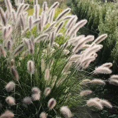 Пеннисетум ЛЕДИ Ю в Калинковичах