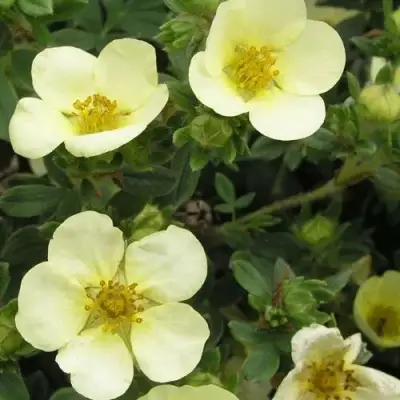 Лапчатка ЭЛИЗАБЕТ кустарниковая в Калинковичах