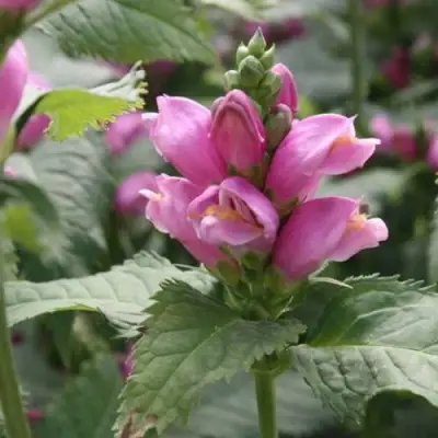 Хелоне КОСАЯ в Калинковичах