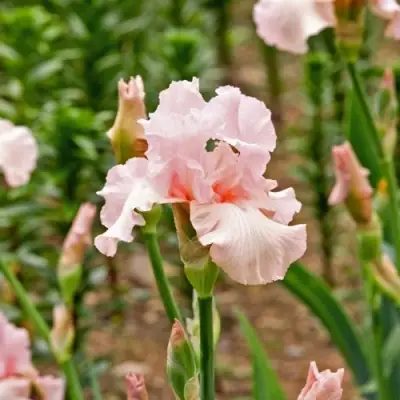 Ирис ПИНК ХОРАЙЗОН бородатый в Калинковичах