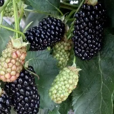 Ежевика ПРАЙМ АРК ФРИДОМ ремонтантная  в Калинковичах