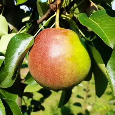 Груша КУПАЛА в Калинковичах