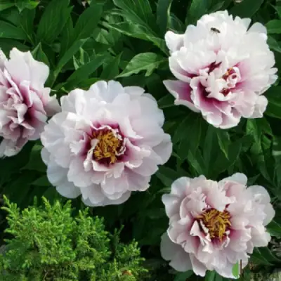 Пион КОРА ЛУИЗА ито-гибрид в Калинковичах