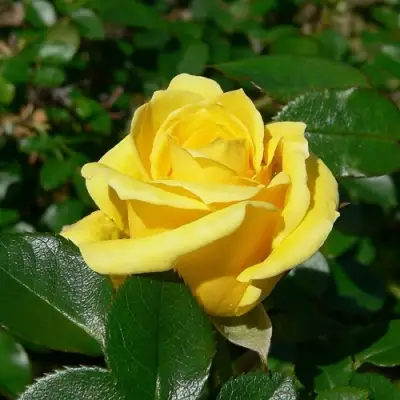 Роза ПАПИЛОН чайно-гибридная в Калинковичах