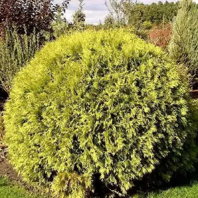 Туя ГЛОБОЗА АУРЕА западная в Калинковичах