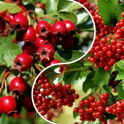 Комплект БУДЬ ЗДОРОВ в Калинковичах