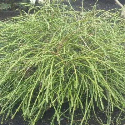 Туя ФИЛИФОРМИС   в Калинковичах