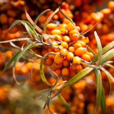 Облепиха ФИНСКАЯ в Калинковичах