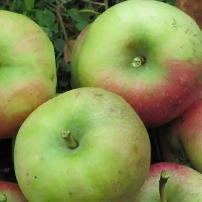 Яблоня ПАМЯТЬ СИКОРЫ в Калинковичах