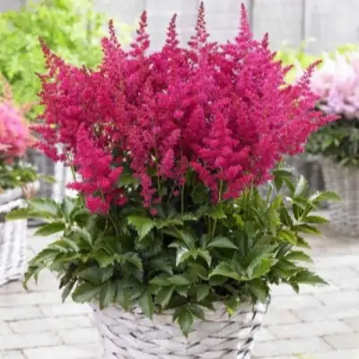 Астильба ЛАКИ ДЕЙ Арендса в Калинковичах