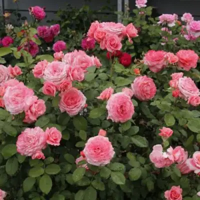 Роза ИНСТИТУТ ЛЮМЬЕР шраб в Калинковичах