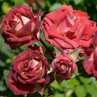 Роза ТИРАМИСУ спрей в Калинковичах