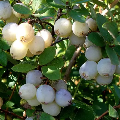 Голубика СНЕГУРОЧКА в Калинковичах