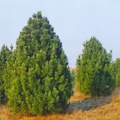 Сосна черная ПИРАМИДАЛИС в Калинковичах