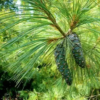 Сосна гриффита в Калинковичах