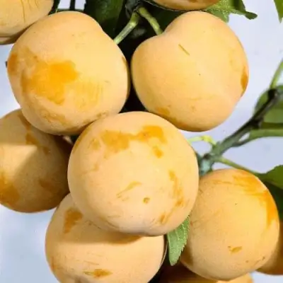 Слива РЕНКЛОД ранний в Калинковичах