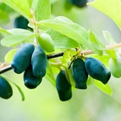 Жимолость съедобная АМФОРА в Калинковичах