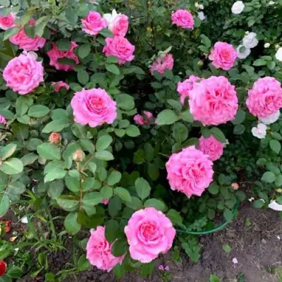 Роза ЭШЛИ чайно-гибридная в Калинковичах