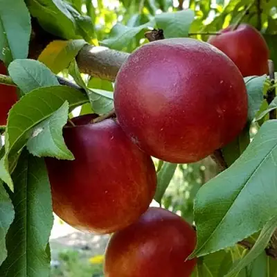 Нектарин ФАНТАЗИЯ в Калинковичах