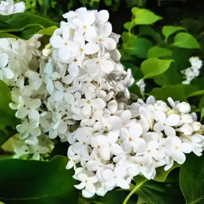 Сирень МАЛЕНЬКИЙ ПРИНЦ в Калинковичах