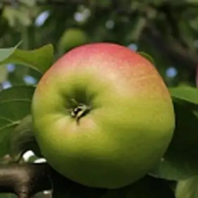 Яблоня СОКОЛОВСКОЕ стелющаяся в Калинковичах