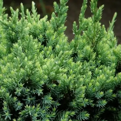 Можжевельник ХОЛГЕР чешуйчатый в Калинковичах