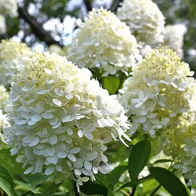 Гортензия БОМБШЕЛ метельчатая в Калинковичах