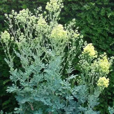 Василистник ГЛАУКУМ желтый в Калинковичах