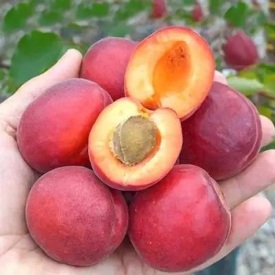 Абрикос РУБИСТА в Калинковичах