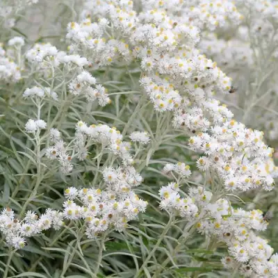 Анафалис ЖЕМЧУЖНЫЙ в Калинковичах