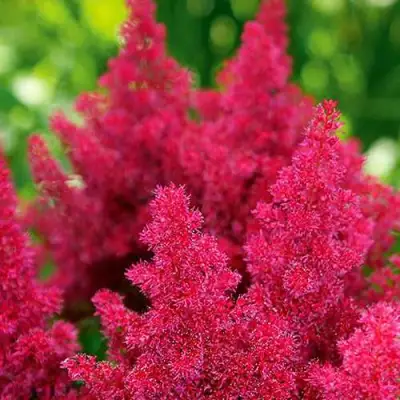 Астильба КОБЛЕНЦ японская в Калинковичах