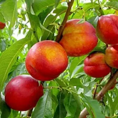 Нектарин ХАРБЛЕЙЗ в Калинковичах