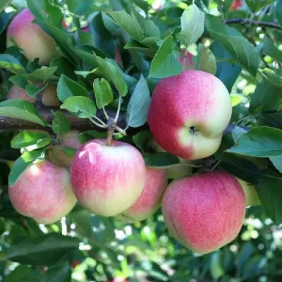 Яблоня ГРУШОВКА МОСКОВСКАЯ в Калинковичах