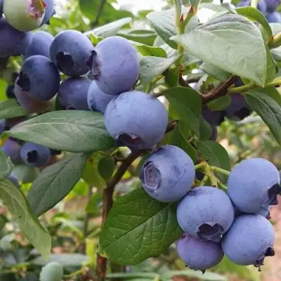 Голубика БЛЮГОЛД в Калинковичах