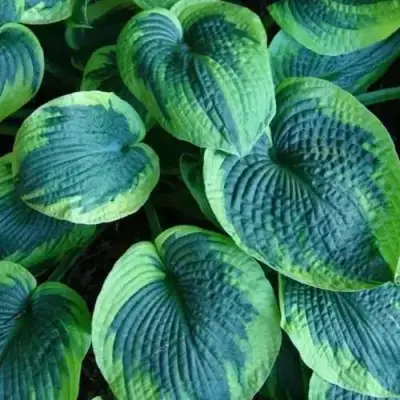 Хоста ТОКУДАМА ФЛАВОЦИРЦИНАЛИС гибридная в Калинковичах