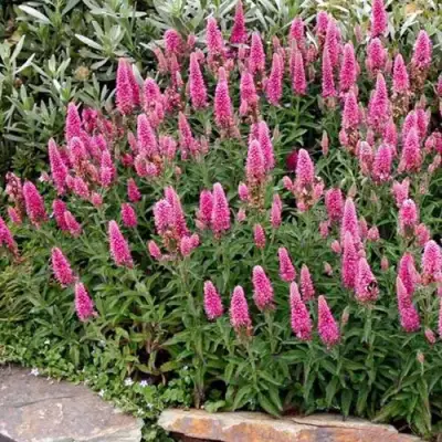 Вероника РОЗЕА колосковая в Калинковичах