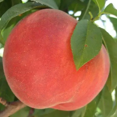 Персик МАЙСКИЙ ЦВЕТОК в Калинковичах