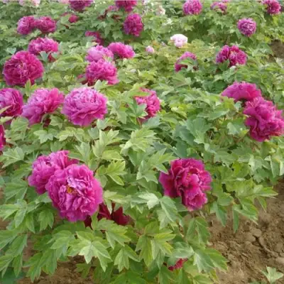 Пион КИТАЙСКИЙ ШЕЛК травянистый в Калинковичах